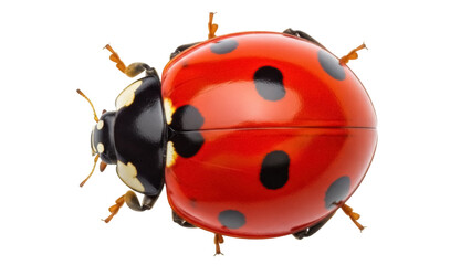 Isolated Red ladybug with black spots, close-up macro shot of ladybird beetle, insect, bug © Friedrich