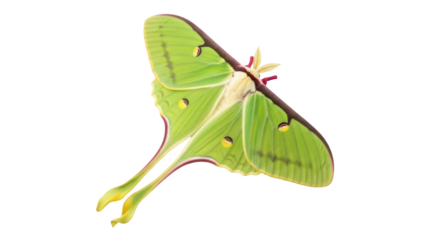 Isolated vibrant Luna Moth, Actias luna, tropical night flyer, exquisite tailed wings insect