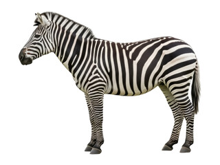 Isolated zebra standing in profile, looking to the left in front of a bright background
