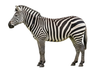 Isolated zebra standing in profile, looking to the left in front of a bright background