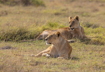 Two lionesses in the savannah of Amboseli National Park