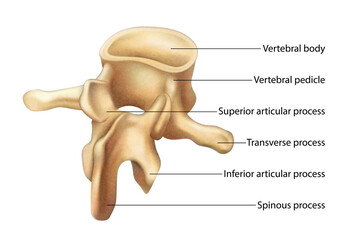 Vertebral body. Isolated vector illustration