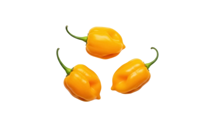 Isolated habanero peppers, three scotch bonnet chiles for spicy cuisine, hot and fiery food