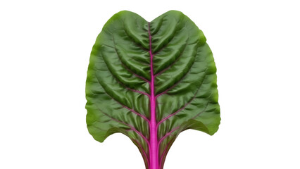 Isolated beet leaf on a solid color backdrop for product photography or graphic elements