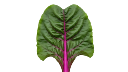 Isolated beet leaf on a solid color backdrop for product photography or graphic elements