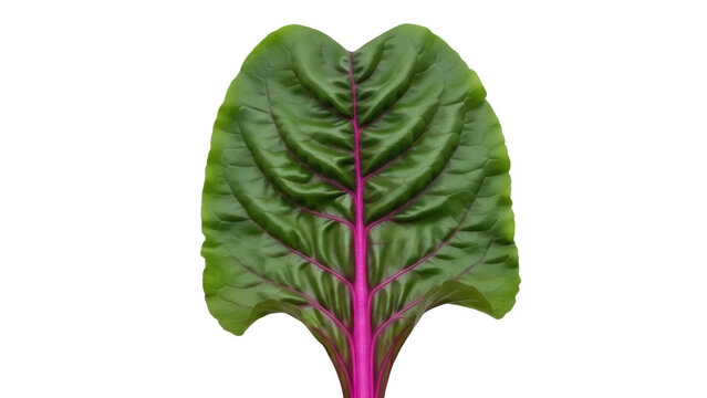Isolated beet leaf on a solid color backdrop for product photography or graphic elements