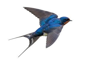 Isolated barn swallow with striking blue plumage and elongated tail feathers flying mid air