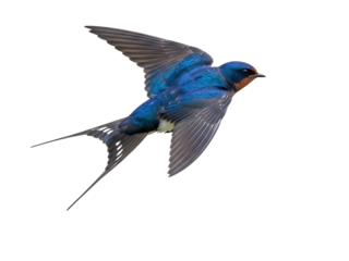 Isolated barn swallow with striking blue plumage and elongated tail feathers flying mid air