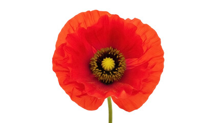Isolated red poppy flower with anthers and pistil on a stem viewed from the front