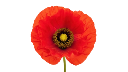 Isolated red poppy flower with anthers and pistil on a stem viewed from the front