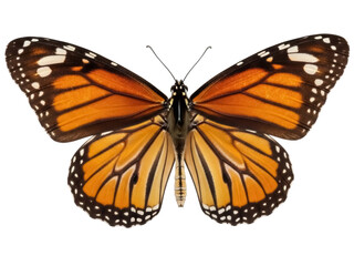 Isolated monarch butterfly specimen with open wings, colorful insect, close-up view