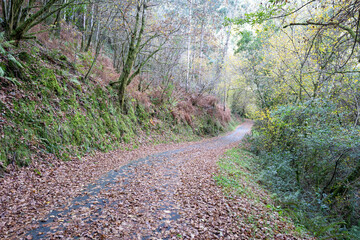Obraz premium Autumn leaves covering forest path along rio belelle in ferrol