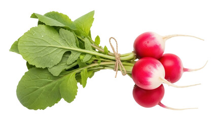 Isolated bunch of fresh radishes with green leaves, ready for a healthy salad recipe