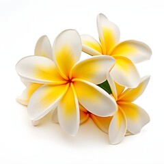 Fototapeta premium Elegant plumeria flowers blossom with vibrant yellow centers, a symbol of the tropics