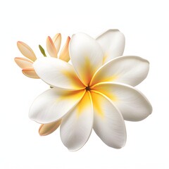 Naklejka premium Elegant frangipani flower in full bloom isolated on white background, capturing the essence of tropical beauty