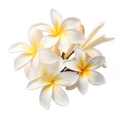 Fototapeta premium Delicate plumeria blossoms display their vibrant colors against a plain background