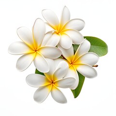Close-up of white and yellow plumeria flowers against a white background