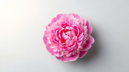 Vibrant Pink Peony Flower on White
