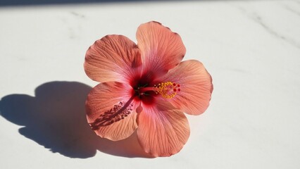 Peach Hibiscus Flower with Long Shadow