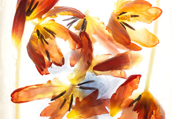 Zamarznięte kwiaty Tulipan&oacute;w na białym tle, tapeta, dekoracja.