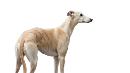Isolated fawn Whippet dog standing and posing in a studio shot with smooth elegant lines
