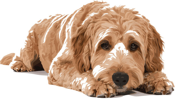 Highly Detailed Vector of a Golden Doodle or Labradoodle Dog Lying Down, Ideal for Veterinary Graphics, Pet Care Branding, and Realistic Animal Illustrations.