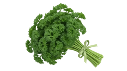 Isolated bunch of fresh curled parsley, an aromatic culinary herb for cooking and garnishing
