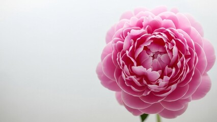 Vibrant Pink Peony Bloom Close Up