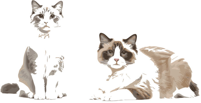 Highly Detailed Vector Set of Two Ragdoll Cats, One Sitting and One Lying Down, Ideal for Veterinary Graphics, Pet Care Branding, and Realistic Feline Illustrations.