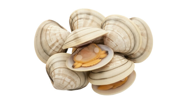 Isolated group of closed and open clams on display, featuring raw edible shellfish seafood