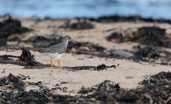 Common Redshank,on a beach with the sea in the background, Howick Sands, Northumberland, England