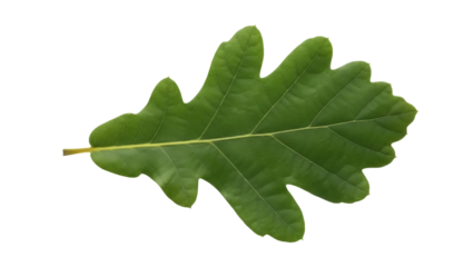 Isolated green oak leaf in autumn, deciduous tree foliage with textured veins and lobes