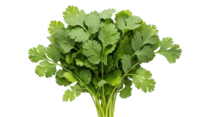 Isolated bunch of fresh cilantro herb, aromatic cooking ingredient, healthy food choices