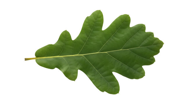 Isolated green oak leaf in autumn, deciduous tree foliage with textured veins and lobes