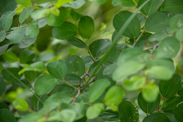 Fresh Green Leaves Growing on Natural Branches Creating a Dense Foliage Background Outdoors