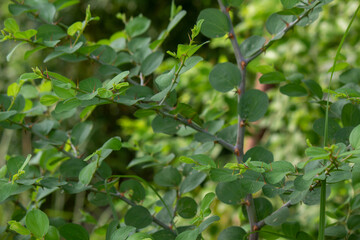 Fresh Green Leaves Growing on Natural Branches Creating a Dense Foliage Background Outdoors