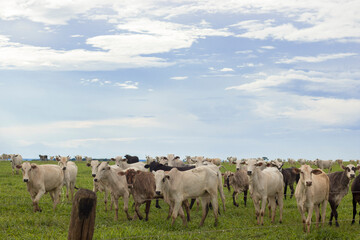 Obraz premium Nelore cattle in Brazil; Livestock farming in Brazil; Cattle grazing