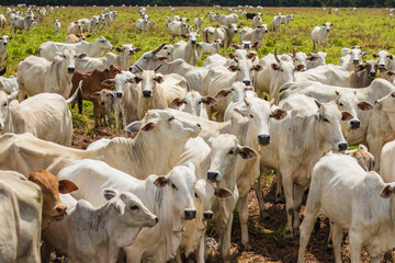 Cattle grazing in Mato Grosso, Brazil. Beef cattle in Brazil. Nelore cattle in Brazil  Livestock farming in Brazil © Ana Probst
