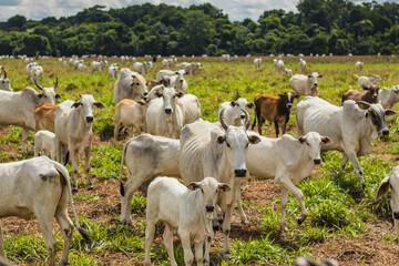 Fototapeta premium Nelore cattle in Brazil; Beef cattle; Livestock farming in Brazil