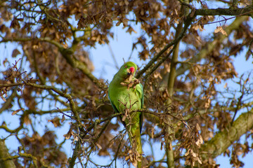 Rose-ringed parakeet male eating maple seeds on tree branch