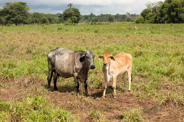 Cattle grazing in Mato Grosso, Brazil; Cattle grazing; Calves 