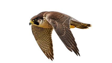 Isolated Peregrine falcon in flight profile, a bird of prey with beautiful plumage feathers
