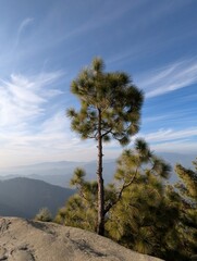Tall Pine Tree on Mountain Cliff Under Blue Sky