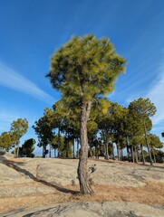 Pine Tree on Rocky Ground Under Blue Sky
