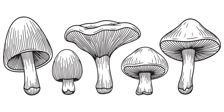 Cute Forest Fungi Vector Set with Colorful Hand Drawn mushroom Illustration