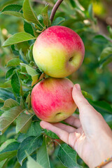 A gardener picks a large red-green apple from a branch in the garden on a summer day. Fruit harvest