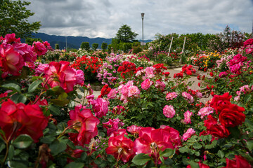 250604一本木公園