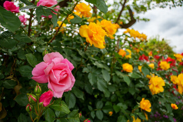 250604一本木公園