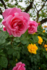 250604一本木公園