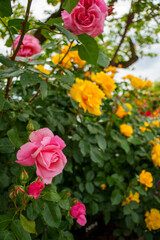 250604一本木公園